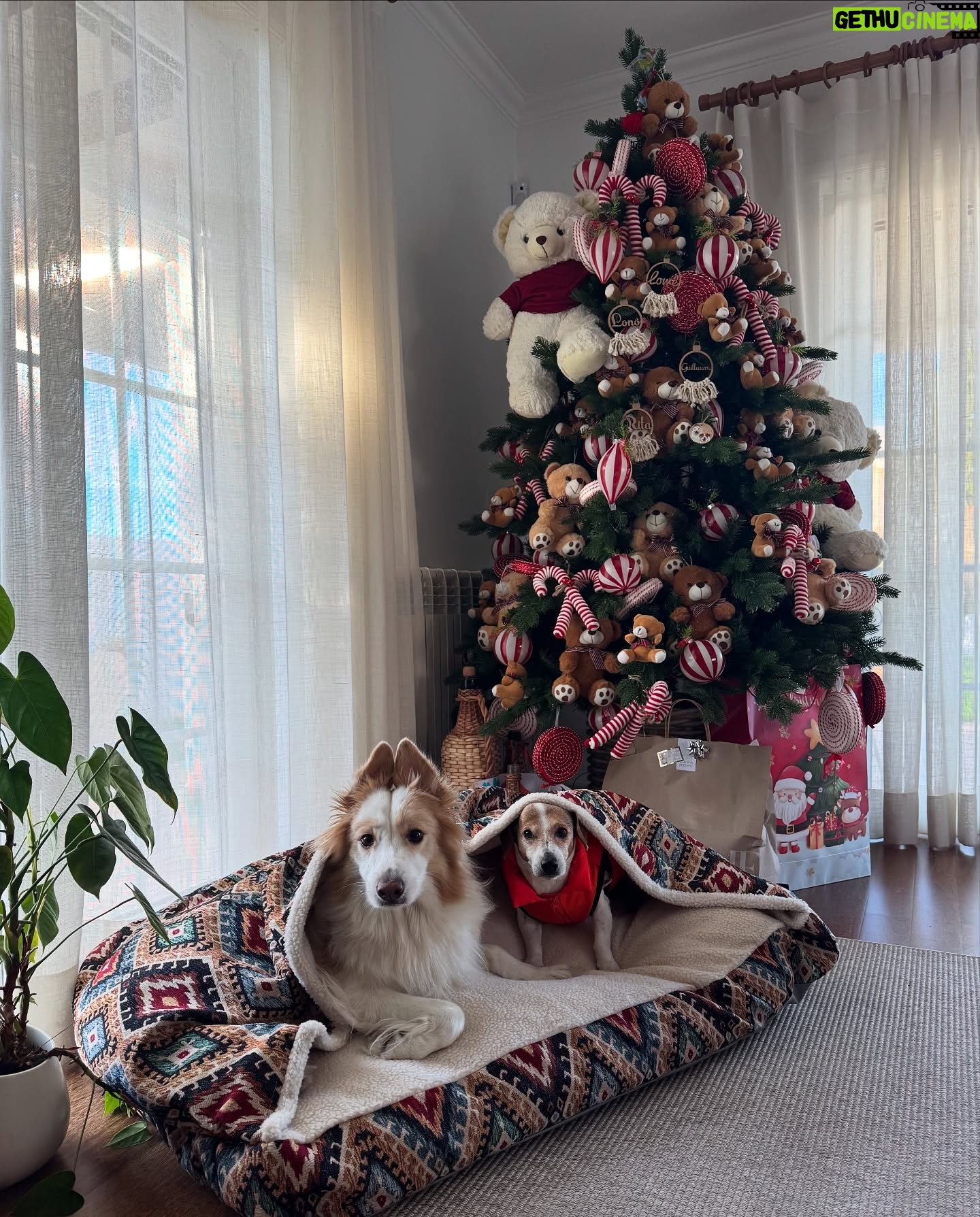 Rita Pereira - 78.5K Likes - É para postar foto pirosa de Natal 2024 em família ao lado da árvore?! Entregue! 😂🎄
#natal2024 #family #christmas #love #present