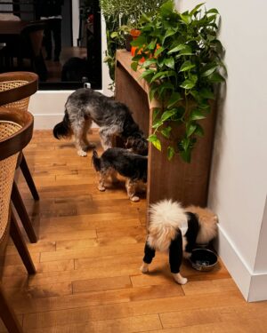 Roxane Bruneau Instagram - Album partagé … Des planches, des chiens & du plaisir 🥹