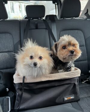 Roxane Bruneau Instagram - Album partagé … Des planches, des chiens & du plaisir 🥹