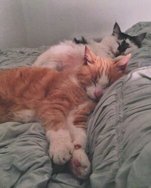 Sarah Desjardins Instagram - It’s the little moments you guys. see slide 5. also, I miss my cats ♥️