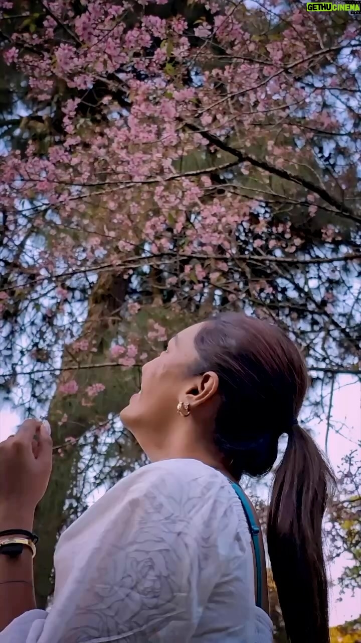 Sarah Sarosh - 37.5K Likes - You don’t need to visit Japan for Cherry blossoms as they are right here in our homeland🌸
November & December are the best time to spot Cherry Blossoms in Meghalaya & throughout North East India😍
Tag someone you would take on this journey! 🫶🏽
•
•
•
•
#RoamingwithReeSar #assamtourism #meghalaya #travel #travelreels #hiddengems #cherryblossom #blossom #japan #dupeforjapan