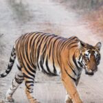 Sharvari Wagh