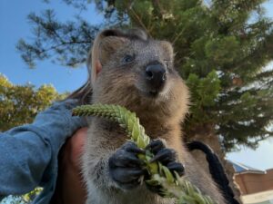 Sophia Thomalla Instagram - Never say again that Roger Federer had better Quokka photos than me 😂