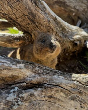 Sophia Thomalla Instagram - Best day EVER 🥹🇦🇺❤️ #quokka #bucketlist