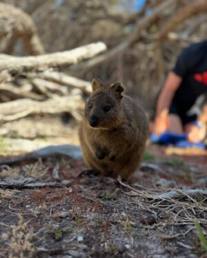 Sophia Thomalla Instagram - Best day EVER 🥹🇦🇺❤️ #quokka #bucketlist