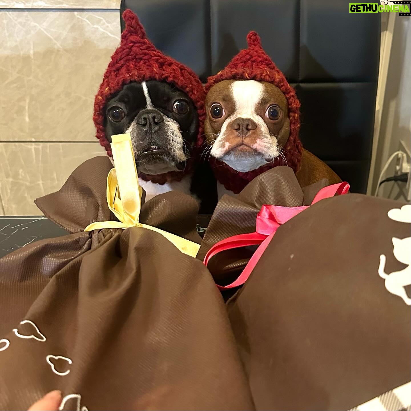 Tanakaga - 40.4K Likes - 我が家のクリスマス🎅🏻🎀🎄
こっちゃんにとっては初めてのクリスマス🫶🏻
ブブビビもこっちゃんもそれぞれ気に入りそうな物貰って嬉しそうでした🐶👶🏻
