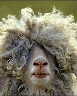 Tarlan Parvaneh Instagram - Bad hair day.