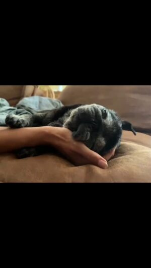Tess Masazza Instagram - Buon 15esimo compleanno piccolo gremlins del mio cuore. 
Ti amo così tanto. 
#bestfriends #pug #love