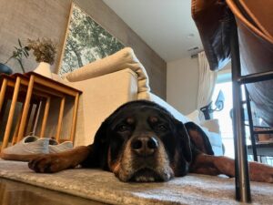 Tracy Spiridakos Instagram - Last week we had to say goodbye to our beloved Nala. We are gutted. I can’t even begin to tell you how special she was. She has been my companion for over 12 years, my best friend and the highlight of every day I was fortunate enough to spend with her.

There will never be another Nala. 
I will forever be grateful to have been loved by her. ❤️