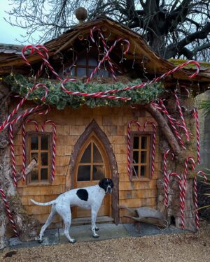 Trudie Styler Instagram - 11am on Christmas morning, 3 years ago… 🤍🎄🐾 #tbt