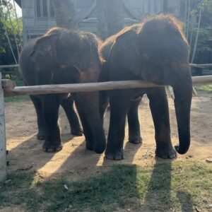 Zainab Johnson Instagram - 2024 I AM GRATEFUL  ٱلْحَمْدُ لِلَّٰهِ

I flew a plane in Arizona. 
I hung out with elephants in Thailand. 
I traveled to different countries with my family. 
I made friends in Cairo, visited the pyramids, and put my feet in the Nile River. 
I performed in Europe for the first time and sold out four shows in paris, one theatre in Amsterdam, and nine shows in London. 
I had afternoon tea and went to the loo in a pod. 
I watched the sun rise in Australia from a hot air balloon. 
I laughed with friends.
I met so many fans/supporters. 
I got a tattoo.
I celebrated Eid al Fitr in New Zealand and walked on black sand. 
I was a featured comedian in Rolling Stone. 

I WELCOME 2025 iA!

#happynewyear