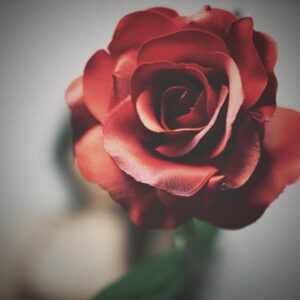 Zara Dar Instagram - Roses are red, violets are blue, my code compiles, but I’m still debugging you.
@zarazexclusive 
#explorepage #foryou #girl #aesthetic #computerscience #stemgirls