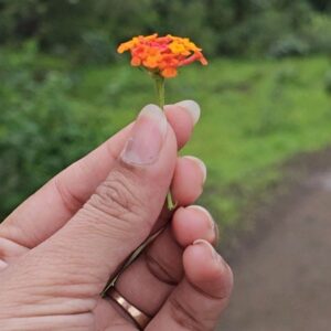 Zeel Joshi Instagram - ચલો હસ્તા ખેલતા , રોતા, કામ કરતા ફરી જીવન નુ એક વર્ષ ઓછુ કરીયુ.. પણ મસ્ત જીવ્યા.
ByBy #2024 & Wlc #2025 Happy New Year Everyone 🎉 ♥️ ✨️