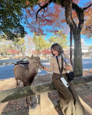 Zoe Tay Instagram - 🦌🦌🦌🩷🤎🩷🦌🦌🦌
奈良的鹿太可爱了🥰🤎
会点头敬礼，讨要鹿仙贝🍥

Nara’s Sacred Deer
One of the most memorable experiences when  visit there is a legend that in AD768, the first of the four gods. 

Nara Park covers a broad area, and in fact a portion of it is made of by the grounds of Kasuga Taisha Shrine. The deity enshrined therein is Takemi Kajichi no Mikoto, said to have ridden to Nara upon a sacred deer from Kashima Shrine (also written with a character for “deer”) in Ibaraki Prefecture. Because of this legend, deer were thought of as sacred animals—the helpers of gods—and have been carefully protected for many years. Even today, Nara’s deer are carefully protected as “natural monuments.

#narasacred🦌
#narajapan 
#narakōen 
#奈良公園バスターミナル🦌
#奈良的鹿不怕人還會點頭要仙貝吃 
#奈良鹿ベア 
#神的使者🦌 
#mydeers
#超级可愛的鹿儿
#friendlyandlovely 
#蒋爷视角📸 

#ZöeTay #鄭惠玉 #惠声玉影  #佐伊の語
