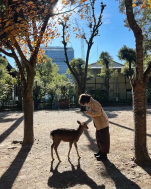 Zoe Tay Instagram - 🦌🦌🦌🩷🤎🩷🦌🦌🦌
奈良的鹿太可爱了🥰🤎
会点头敬礼，讨要鹿仙贝🍥

Nara’s Sacred Deer
One of the most memorable experiences when  visit there is a legend that in AD768, the first of the four gods. 

Nara Park covers a broad area, and in fact a portion of it is made of by the grounds of Kasuga Taisha Shrine. The deity enshrined therein is Takemi Kajichi no Mikoto, said to have ridden to Nara upon a sacred deer from Kashima Shrine (also written with a character for “deer”) in Ibaraki Prefecture. Because of this legend, deer were thought of as sacred animals—the helpers of gods—and have been carefully protected for many years. Even today, Nara’s deer are carefully protected as “natural monuments.

#narasacred🦌
#narajapan 
#narakōen 
#奈良公園バスターミナル🦌
#奈良的鹿不怕人還會點頭要仙貝吃 
#奈良鹿ベア 
#神的使者🦌 
#mydeers
#超级可愛的鹿儿
#friendlyandlovely 
#蒋爷视角📸 

#ZöeTay #鄭惠玉 #惠声玉影  #佐伊の語