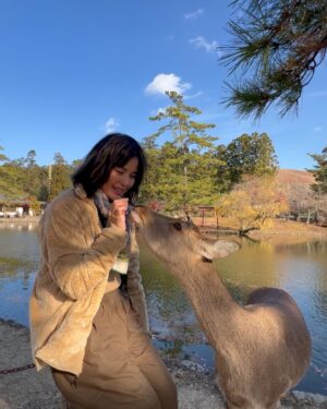 Zoe Tay Instagram - 🦌🦌🦌🩷🤎🩷🦌🦌🦌
奈良的鹿太可爱了🥰🤎
会点头敬礼，讨要鹿仙贝🍥

Nara’s Sacred Deer
One of the most memorable experiences when  visit there is a legend that in AD768, the first of the four gods. 

Nara Park covers a broad area, and in fact a portion of it is made of by the grounds of Kasuga Taisha Shrine. The deity enshrined therein is Takemi Kajichi no Mikoto, said to have ridden to Nara upon a sacred deer from Kashima Shrine (also written with a character for “deer”) in Ibaraki Prefecture. Because of this legend, deer were thought of as sacred animals—the helpers of gods—and have been carefully protected for many years. Even today, Nara’s deer are carefully protected as “natural monuments.

#narasacred🦌
#narajapan 
#narakōen 
#奈良公園バスターミナル🦌
#奈良的鹿不怕人還會點頭要仙貝吃 
#奈良鹿ベア 
#神的使者🦌 
#mydeers
#超级可愛的鹿儿
#friendlyandlovely 
#蒋爷视角📸 

#ZöeTay #鄭惠玉 #惠声玉影  #佐伊の語