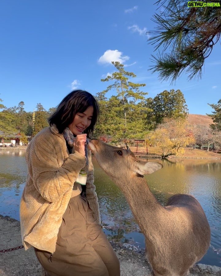 Zoe Tay - 6.6K Likes - 🦌🦌🦌🩷🤎🩷🦌🦌🦌
奈良的鹿太可爱了🥰🤎
会点头敬礼,讨要鹿仙贝🍥
Nara’s Sacred Deer
One of the most memorable experiences when visit there is a legend that in AD768, the first of the four gods.
Nara Park covers a broad area, and in fact a portion of it is made of by the grounds of Kasuga Taisha Shrine. The deity enshrined therein is Takemi Kajichi no Mikoto, said to have ridden to Nara upon a sacred deer from Kashima Shrine (also written with a character for “deer”) in Ibaraki Prefecture. Because of this legend, deer were thought of as sacred animals—the helpers of gods—and have been carefully protected for many years. Even today, Nara’s deer are carefully protected as “natural monuments.
#narasacred🦌
#narajapan
#narakōen
#奈良公園バスターミナル🦌
#奈良的鹿不怕人還會點頭要仙貝吃
#奈良鹿ベア
#神的使者🦌
#mydeers
#超级可愛的鹿儿
#friendlyandlovely
#蒋爷视角📸
#ZöeTay #鄭惠玉 #惠声玉影 #佐伊の語