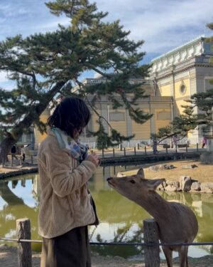 Zoe Tay Instagram - 🦌🦌🦌🩷🤎🩷🦌🦌🦌
奈良的鹿太可爱了🥰🤎
会点头敬礼，讨要鹿仙贝🍥

Nara’s Sacred Deer
One of the most memorable experiences when  visit there is a legend that in AD768, the first of the four gods. 

Nara Park covers a broad area, and in fact a portion of it is made of by the grounds of Kasuga Taisha Shrine. The deity enshrined therein is Takemi Kajichi no Mikoto, said to have ridden to Nara upon a sacred deer from Kashima Shrine (also written with a character for “deer”) in Ibaraki Prefecture. Because of this legend, deer were thought of as sacred animals—the helpers of gods—and have been carefully protected for many years. Even today, Nara’s deer are carefully protected as “natural monuments.

#narasacred🦌
#narajapan 
#narakōen 
#奈良公園バスターミナル🦌
#奈良的鹿不怕人還會點頭要仙貝吃 
#奈良鹿ベア 
#神的使者🦌 
#mydeers
#超级可愛的鹿儿
#friendlyandlovely 
#蒋爷视角📸 

#ZöeTay #鄭惠玉 #惠声玉影  #佐伊の語