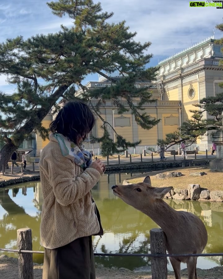 Zoe Tay - 6.6K Likes - 🦌🦌🦌🩷🤎🩷🦌🦌🦌
奈良的鹿太可爱了🥰🤎
会点头敬礼,讨要鹿仙贝🍥
Nara’s Sacred Deer
One of the most memorable experiences when visit there is a legend that in AD768, the first of the four gods.
Nara Park covers a broad area, and in fact a portion of it is made of by the grounds of Kasuga Taisha Shrine. The deity enshrined therein is Takemi Kajichi no Mikoto, said to have ridden to Nara upon a sacred deer from Kashima Shrine (also written with a character for “deer”) in Ibaraki Prefecture. Because of this legend, deer were thought of as sacred animals—the helpers of gods—and have been carefully protected for many years. Even today, Nara’s deer are carefully protected as “natural monuments.
#narasacred🦌
#narajapan
#narakōen
#奈良公園バスターミナル🦌
#奈良的鹿不怕人還會點頭要仙貝吃
#奈良鹿ベア
#神的使者🦌
#mydeers
#超级可愛的鹿儿
#friendlyandlovely
#蒋爷视角📸
#ZöeTay #鄭惠玉 #惠声玉影 #佐伊の語