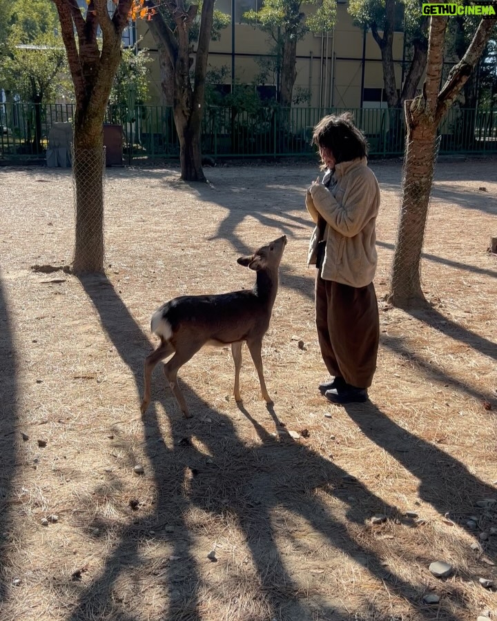 Zoe Tay - 6.6K Likes - 🦌🦌🦌🩷🤎🩷🦌🦌🦌
奈良的鹿太可爱了🥰🤎
会点头敬礼,讨要鹿仙贝🍥
Nara’s Sacred Deer
One of the most memorable experiences when visit there is a legend that in AD768, the first of the four gods.
Nara Park covers a broad area, and in fact a portion of it is made of by the grounds of Kasuga Taisha Shrine. The deity enshrined therein is Takemi Kajichi no Mikoto, said to have ridden to Nara upon a sacred deer from Kashima Shrine (also written with a character for “deer”) in Ibaraki Prefecture. Because of this legend, deer were thought of as sacred animals—the helpers of gods—and have been carefully protected for many years. Even today, Nara’s deer are carefully protected as “natural monuments.
#narasacred🦌
#narajapan
#narakōen
#奈良公園バスターミナル🦌
#奈良的鹿不怕人還會點頭要仙貝吃
#奈良鹿ベア
#神的使者🦌
#mydeers
#超级可愛的鹿儿
#friendlyandlovely
#蒋爷视角📸
#ZöeTay #鄭惠玉 #惠声玉影 #佐伊の語