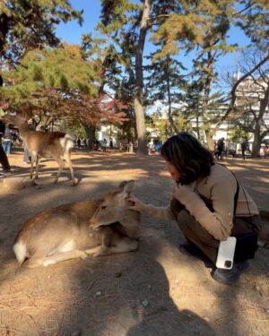 Zoe Tay Instagram - 🦌🦌🦌🩷🤎🩷🦌🦌🦌
奈良的鹿太可爱了🥰🤎
会点头敬礼，讨要鹿仙贝🍥

Nara’s Sacred Deer
One of the most memorable experiences when  visit there is a legend that in AD768, the first of the four gods. 

Nara Park covers a broad area, and in fact a portion of it is made of by the grounds of Kasuga Taisha Shrine. The deity enshrined therein is Takemi Kajichi no Mikoto, said to have ridden to Nara upon a sacred deer from Kashima Shrine (also written with a character for “deer”) in Ibaraki Prefecture. Because of this legend, deer were thought of as sacred animals—the helpers of gods—and have been carefully protected for many years. Even today, Nara’s deer are carefully protected as “natural monuments.

#narasacred🦌
#narajapan 
#narakōen 
#奈良公園バスターミナル🦌
#奈良的鹿不怕人還會點頭要仙貝吃 
#奈良鹿ベア 
#神的使者🦌 
#mydeers
#超级可愛的鹿儿
#friendlyandlovely 
#蒋爷视角📸 

#ZöeTay #鄭惠玉 #惠声玉影  #佐伊の語