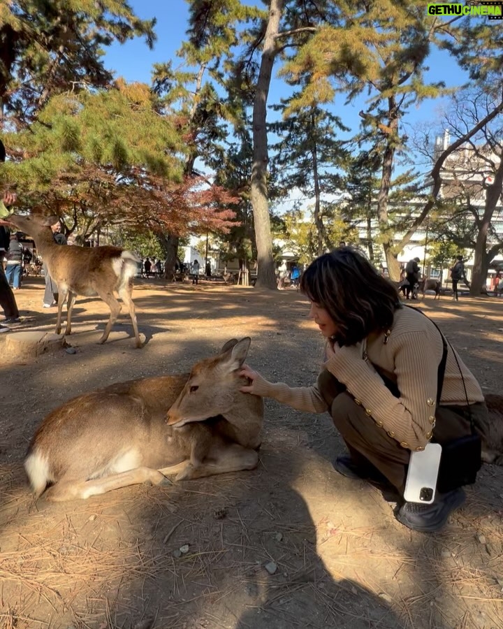 Zoe Tay - 6.6K Likes - 🦌🦌🦌🩷🤎🩷🦌🦌🦌
奈良的鹿太可爱了🥰🤎
会点头敬礼,讨要鹿仙贝🍥
Nara’s Sacred Deer
One of the most memorable experiences when visit there is a legend that in AD768, the first of the four gods.
Nara Park covers a broad area, and in fact a portion of it is made of by the grounds of Kasuga Taisha Shrine. The deity enshrined therein is Takemi Kajichi no Mikoto, said to have ridden to Nara upon a sacred deer from Kashima Shrine (also written with a character for “deer”) in Ibaraki Prefecture. Because of this legend, deer were thought of as sacred animals—the helpers of gods—and have been carefully protected for many years. Even today, Nara’s deer are carefully protected as “natural monuments.
#narasacred🦌
#narajapan
#narakōen
#奈良公園バスターミナル🦌
#奈良的鹿不怕人還會點頭要仙貝吃
#奈良鹿ベア
#神的使者🦌
#mydeers
#超级可愛的鹿儿
#friendlyandlovely
#蒋爷视角📸
#ZöeTay #鄭惠玉 #惠声玉影 #佐伊の語