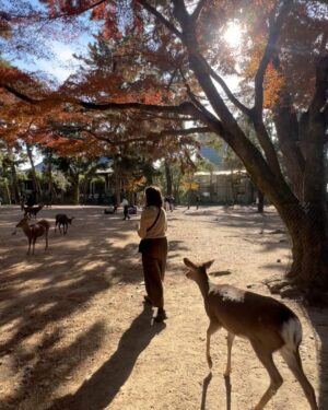 Zoe Tay Instagram - 🦌🦌🦌🩷🤎🩷🦌🦌🦌
奈良的鹿太可爱了🥰🤎
会点头敬礼，讨要鹿仙贝🍥

Nara’s Sacred Deer
One of the most memorable experiences when  visit there is a legend that in AD768, the first of the four gods. 

Nara Park covers a broad area, and in fact a portion of it is made of by the grounds of Kasuga Taisha Shrine. The deity enshrined therein is Takemi Kajichi no Mikoto, said to have ridden to Nara upon a sacred deer from Kashima Shrine (also written with a character for “deer”) in Ibaraki Prefecture. Because of this legend, deer were thought of as sacred animals—the helpers of gods—and have been carefully protected for many years. Even today, Nara’s deer are carefully protected as “natural monuments.

#narasacred🦌
#narajapan 
#narakōen 
#奈良公園バスターミナル🦌
#奈良的鹿不怕人還會點頭要仙貝吃 
#奈良鹿ベア 
#神的使者🦌 
#mydeers
#超级可愛的鹿儿
#friendlyandlovely 
#蒋爷视角📸 

#ZöeTay #鄭惠玉 #惠声玉影  #佐伊の語