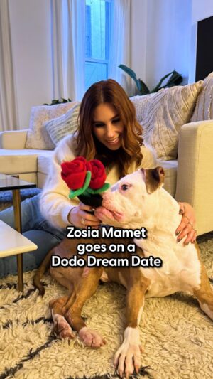 Zosia Mamet Instagram - @zosiamamet and her blind date bond over an intense game of giant jenga!

We’re pairing celebrities and rescue animals up for the cutest blind date in our series #DodoDreamDate! In this episode, Zosia Mamet spends the afternoon with Champ 💙

Special thanks to @zosiamamet 
Catch Zosia in #Laid. Now streaming on @Peacock

And learn more about adopting Champ @adoptcuddlechamp

Follow @nycacc to learn about more rescues