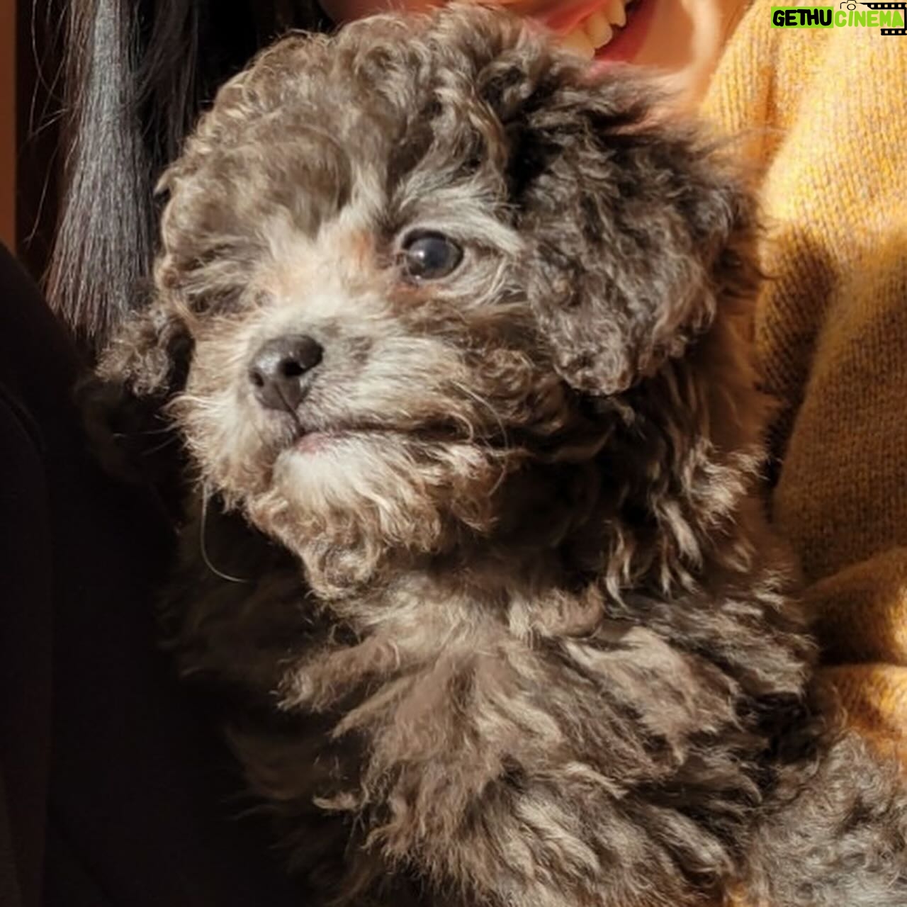 Airi Suzuki - 79.6K Likes - 実家に...わんこが...きてくれました...😭🫶
ぎゃわいずぎ!!!!!!!!!!!!!🐶
弟が命名"べる"ちゃんです、よろしくね☺︎
