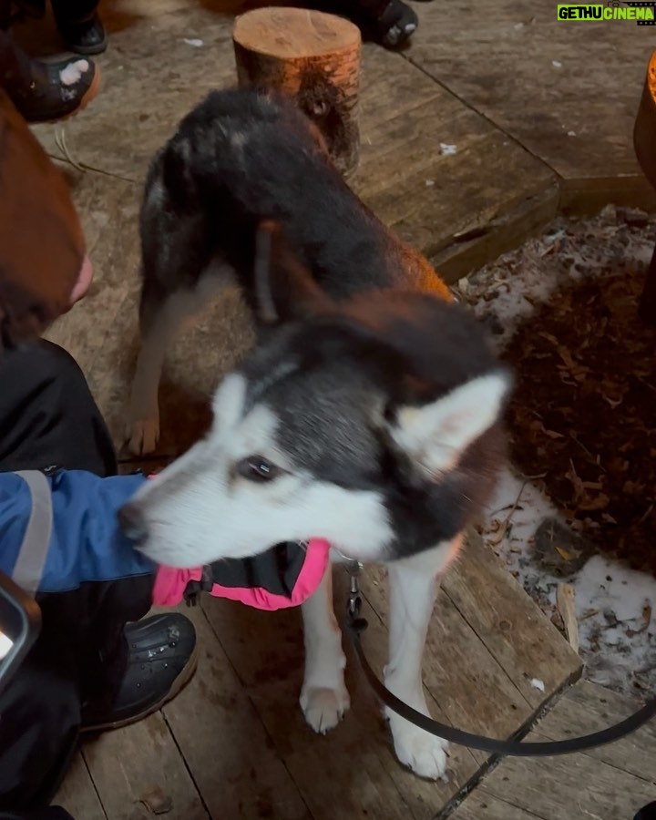 Aisha Zafar Khan - 8.6K Likes - Husky safari ❄️🐕🦺🛷