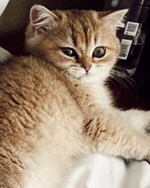 Anna Sedokova Instagram - Можете меня поздравить я официально стала бабушкой. Теперь у моей дочки @alinabelkevia есть дочка и это первый кот в нашей семье. Добро пожаловать Bean (все еще никак не смирюсь с этим именем , но я демократичная Ма и принимаю решения своих детей ) Diva (да это второе имя которое я ей все же дала ) в семью. Я всегда мечтала о коте , но иногда мечты суждено осуществить нашим детям 🤍