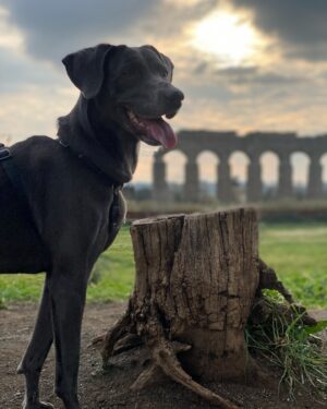 Ayesha Omar Instagram - When in Rome, roam…
I got to Roam with the best 👣🦅❤️

#roaming #rome #italia #roma #europe #travel #ayeshaomar #holiday #romanholiday #parks #animallover #travelgram #travelphotography #traveltheworld #travelblogger #love #choosehappiness #eatlocal #eatpraylove #dogperson