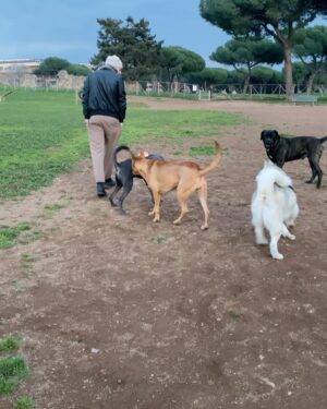 Ayesha Omar Instagram - When in Rome, roam…
I got to Roam with the best 👣🦅❤️

#roaming #rome #italia #roma #europe #travel #ayeshaomar #holiday #romanholiday #parks #animallover #travelgram #travelphotography #traveltheworld #travelblogger #love #choosehappiness #eatlocal #eatpraylove #dogperson
