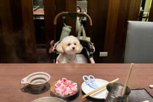 Chanel Wang Instagram - Some 2024⛳️🐶💪🏻🎠🪄🤶🏻