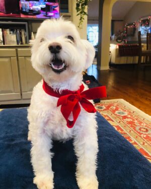 Cozi Zuehlsdorff Instagram - Yesterday was a bit of a shock ♥️ within a few hours, my family dog Bandit started declining and we ended up having to say goodbye. 

Bandit, when I was a little girl, I wished for you on every birthday candle. Thank you for the best 14 years. I’m gonna miss your raspy bark, your obsession with treats, hearing you happily panting in the other room, watching you gleefully tear up our wrapping paper on Christmas…the house is so quiet without you. But already we’re finding ways to keep your memory alive. ♥️ We adore you, Bandi.