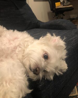 Cozi Zuehlsdorff Instagram - Yesterday was a bit of a shock ♥️ within a few hours, my family dog Bandit started declining and we ended up having to say goodbye. 

Bandit, when I was a little girl, I wished for you on every birthday candle. Thank you for the best 14 years. I’m gonna miss your raspy bark, your obsession with treats, hearing you happily panting in the other room, watching you gleefully tear up our wrapping paper on Christmas…the house is so quiet without you. But already we’re finding ways to keep your memory alive. ♥️ We adore you, Bandi.
