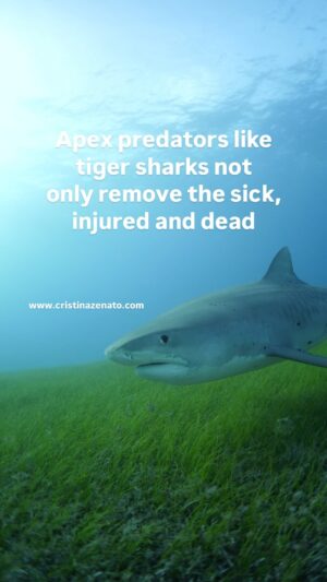Cristina Zenato Instagram - Tiger sharks are important for the survival of the conch and many other creatures we never thought connected to these apex predators. After all Tiger sharks don’t eat conch.
So how do these animals prevent the disappearance of a mollusk happily grazing in a sea grass bed?
While many know that Tiger sharks are apex predators and are vital in removing sick, injured, dead creatures, many might not realize that their presence redistributes the location of their prey, preventing high concentrations in smaller areas, and with that preventing the over consumption and grazing of some resources like sea grass beds, the vital food for conch. 
A lot like a wolf in a forest, these creatures maintain a balance so interconnected and so complex that removing them would trigger consequences affecting everyone, including humans. Protecting sharks goes beyond loving them, protecting sharks is key to an healthy ocean, the same ocean life on this planet depends from.
Video taken during our most recent liveaboard trip to explore experience up to eight different species of sharks and learn more about the true meaning of the word “shark.”
Join us in 2026; details on www.cristinazenato.com Link in bio.
With @kewinlorenzen @isotta_underwater_housings