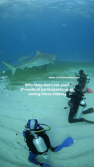 Cristina Zenato Instagram - There are so many misconceptions and myths related to sharks, their world and the fact that we go diving with some species considered “dangerous” to humans. 
Most of these myths and misconceptions come from false information from media, perpetrated divulging of myths and hearsay and the anthropomorphic interpretation of shark behavior. During our trips and experiences we introduce divers to the reality of sharks, of being in the water with them, to the “one size does not fit all” concept, we provide tools to evaluate destinations, locations and operators and through presentations and direct experiences share with them the true meaning of the word “shark” 
Sharks are not monsters, mindless killers, they can detect the differences between us and a prey, they are highly intelligent, selective and accept us in their space in a way that land animals normally don’t. 
For more info check www.cristinazenato.com Link in Bio 
Filmed with @isotta_underwater_housings during our liveaboard trip around the northern Bahamas to encounter up to eight different species of sharks