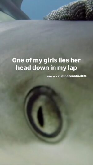 Cristina Zenato Instagram - I establish a relationship with a shark In the same way, we build all our relationships. We need time, presence, and the understanding that not everything will evolve according to our expectations but that will involve the needs and thoughts of the other individual. “Helicoptering” into the site once or twice per year or every few months does not build a relationship. 
A relationship is built with listening, sharing, and understanding without wanting to change the counterpart. Sharks are creatures with brains and understanding, with memory and connectivity; when I enter their world I take the time to listen and observe and give each one the space needed. When we don’t expect anything, the magic unfolds.
With @kewinlorenzen using @isotta_underwater_housings @neptunic_com shark suit, @waterproofinternational