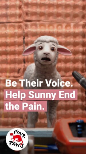 Danielle Macdonald Instagram - What if lambs could speak? 🐑 

Today, Sunny, an Australian Merino lamb, finally has a voice – thanks to the amazing support from actors @daniellemacdonald, @scottevansgram, and @stephenfryactually. 🎙️ 

But the story she shares is heartbreaking. Sunny, like millions of other lambs, is about to endure live lamb cutting (mulesing) – a cruel procedure where large sections of skin are sliced off without proper pain relief, if any. 
 
❗ In the time it took you to watch this reel, 19 lambs like Sunny have suffered in silence across Australia’s wool industry. 

Watch the full video and share it. 🔊 Give lambs a voice and stop the suffering ➡️ https://youtu.be/Xj0zY0nIGAo [LINK IN BIO] 

#BeTheirVoice #BanLiveLambCutting #WearItKind