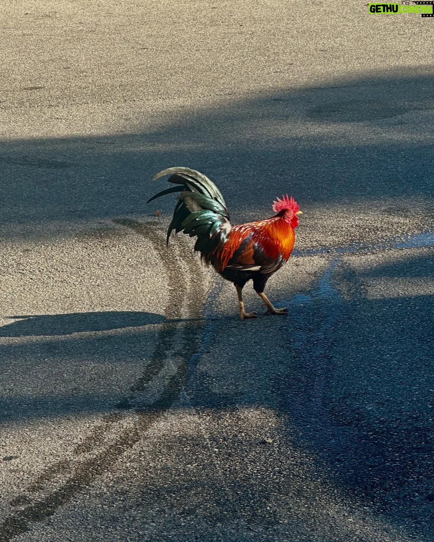 Debbie Gibson - 12.3K Likes - KEY WEST 🏝️
Scenes from 36 hours in paradise !!! 💋
See you tonite @keywesttheater ! 🎹 🎙️
And yes … I may have mad scientist colored my hair this morning 😉
#fun #sun #roosters #friends #coffee #rest #reset