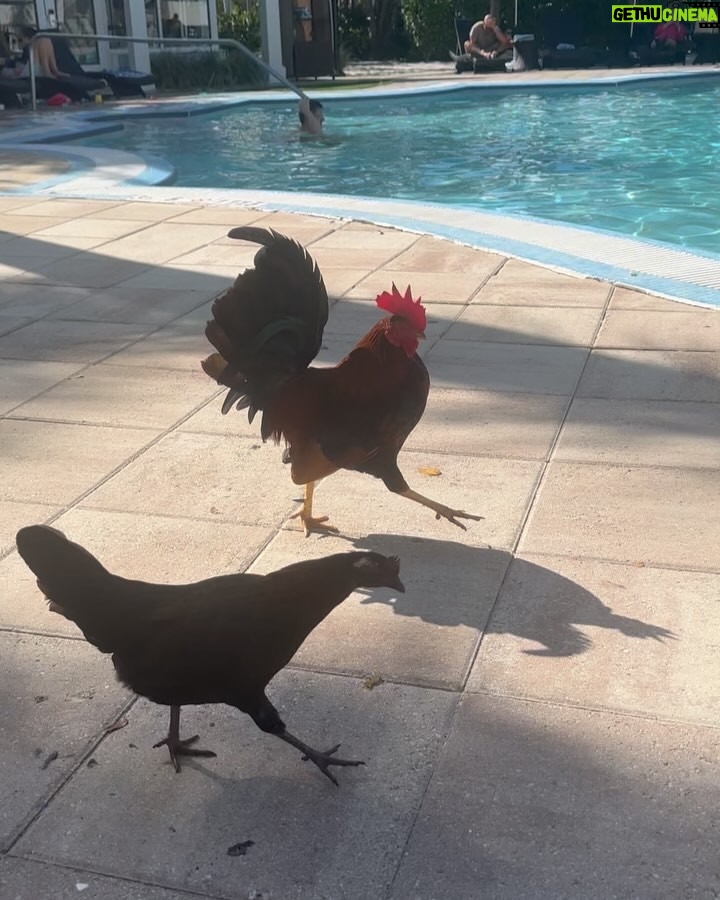 Debbie Gibson - 12.3K Likes - KEY WEST 🏝️
Scenes from 36 hours in paradise !!! 💋
See you tonite @keywesttheater ! 🎹 🎙️
And yes … I may have mad scientist colored my hair this morning 😉
#fun #sun #roosters #friends #coffee #rest #reset