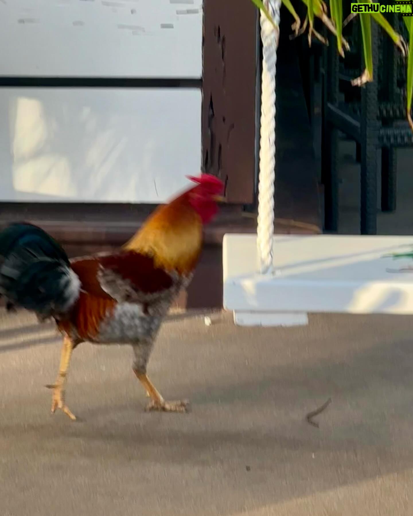 Debbie Gibson - 12.3K Likes - KEY WEST 🏝️
Scenes from 36 hours in paradise !!! 💋
See you tonite @keywesttheater ! 🎹 🎙️
And yes … I may have mad scientist colored my hair this morning 😉
#fun #sun #roosters #friends #coffee #rest #reset