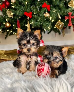 Denyce Lawton Instagram - Happy Holidays Everyone!!! Our FIRST Christmas as The GRASTI’s!!! 🥰😍 We’ve had the fun of being able to celebrate Christmas in Atlanta, Miami and now Los Angeles !!! Sharing some of our Holiday Cards that we only shared with Close Family & Friends over the years 🥰🥰 

NOTE : To those who aren’t able to feel joyous or celebratory right now during the holidays… my deepest love and thoughts are with you and your family as you endure what you’re experiencing! Wishing EVERYONE more love, light, prosperity, great health, wealth, joy, compassion, self love & healing !!! 🫶🏽🫶🏽🫶🏽

♥️ The GRASTI’s #GrastiEverAfter Denyce, Eban, Kimchi & Mochi #MerryChristmas #Christmas2024