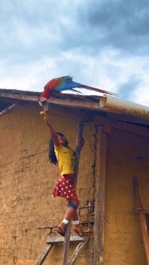 Dira Paes Instagram - Somos natureza, somos feitos pra coexistir. Essa criança Y’ekwana prova que o respeito entre espécies é o caminho. Duas belezas cheias de pureza ❤️

Vídeo de Lohana Chaves