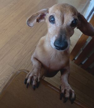 Haruka Momokawa Instagram - 1月21日私が、11歳の頃から飼ってた愛犬のソラが
18歳で虹の架け橋を渡りました🌈

この何日間か、ソラの動画や写真をみてばっかり。

でもね、寂しいけど…
可愛くて愛おしくて笑えちゃうくらい
いい思い出しかなくて。

ソラは1人が大っ嫌いだったんだけど、最後もお父さんとお母さんがいてお母さんに抱っこされながら眠るようだったとの事で苦しまずに最後を迎えてもらえたから良かったなと。

小学生の頃携帯持ってなかったから小さい頃の写真が少なくて悔しいけど、本当に一生かわいかった。

私の人生半分以上一緒にいてくれてありがとう。

この先もずっとソラのこと大切に大事に想って
生きていこうと思います！ありがとう！！！！！！！

 #愛犬