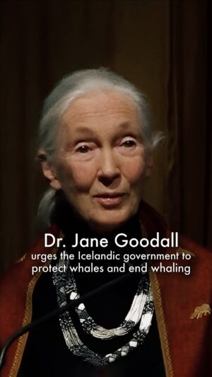 Hera Hilmar Instagram - Renowned English ethologist and conservationist, Dr. Jane Goodall, urges the Icelandic government, @bjarnibenediktsson and @hallatomas to protect whales, and end whaling. 
Thank you to Louis Garcia and colleagues at the Jane Goodall Institute for responding so quickly to this urgent issue.

#Janegoodall #Iceland #finwhales #whales #ocean #environment #climatecrisis #biodiversity #biodiversitycrisis
@janegoodallinst