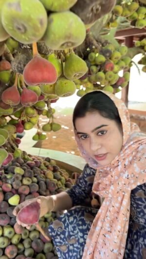 Jinsha Basheer Instagram - ഈ പഴം നിങ്ങൾ കഴിച്ചിട്ടുണ്ടോ?

#fruit #fruits #fig #figfruit #specialfruit #instagood #viralreels #viralvideos