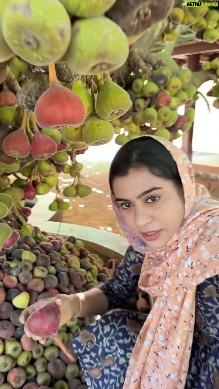 Jinsha Basheer - 40.7K Likes - ഈ പഴം നിങ്ങൾ കഴിച്ചിട്ടുണ്ടോ?
#fruit #fruits #fig #figfruit #specialfruit #instagood #viralreels #viralvideos