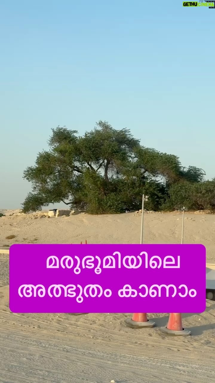 Jinsha Basheer - 5.5K Likes - മരുഭൂമിയിലെ അത്ഭുതം കാണാം 😳😳
#treeoflife #bahrain #bahraintravel #bahraininstagram #bahraintrip #bahraintour #bahraintourism #kigdomofbahrain #europetrip #europetravel #europetour #instagood #viralreels #viralvideos #trendingnow #trending